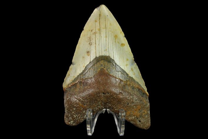 Fossil Megalodon Tooth - North Carolina #131567